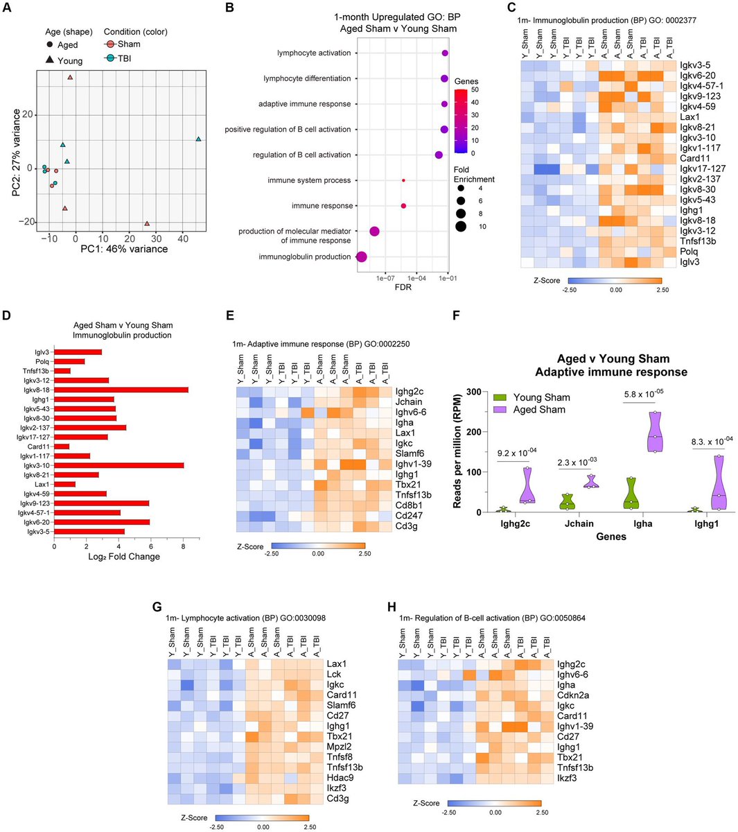 LukensJohnR's tweet photo. Traumatic brain injury induces an adaptive immune response in the meningeal transcriptome that is amplified by aging
https://t.co/CD6xZvFykr https://t.co/nKicm0wMHt