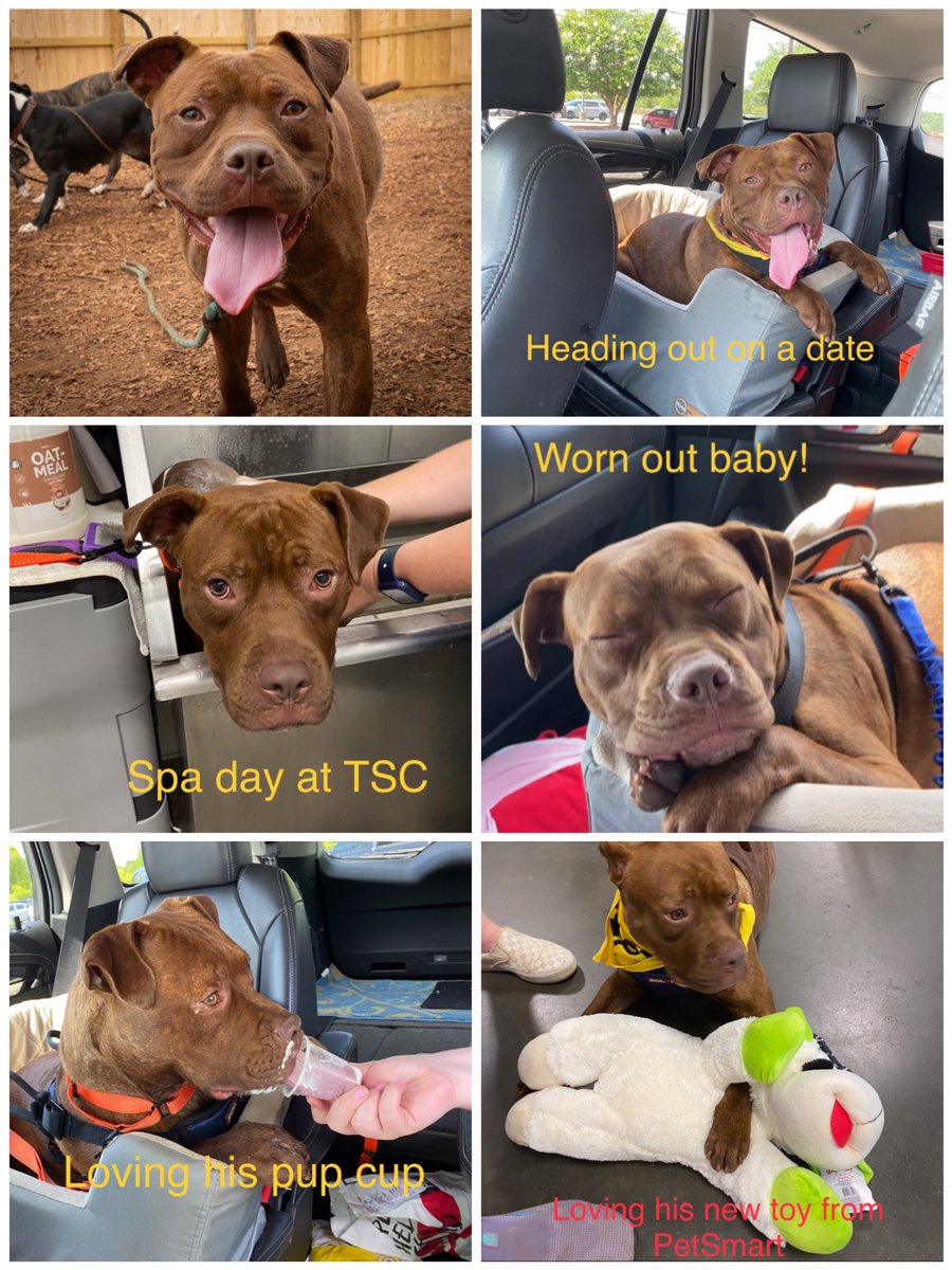 Dubs4Mutts's tweet photo. ✨#AdoptDontShop 🐶 Johnny #ACAS_PAWS #SouthCarolina! He’s declining in the kennel. He’s pawmazing & a favorite 😇 but he needs a 🏡 and ❤️ from pawparents by Saturday 8/5/23!✨Please share him 🙏🏼🐾 https://t.co/JxX9Q6XqZz #rehomehour #k9hour https://t.co/XZ7kDAVuf0
