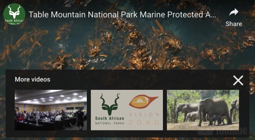 UrbanEdgeSharks's tweet photo. Ready to dive into the Heart of the Great African Sea Forest? Check out this short film showcasing the wonders of the #TableMountainNationalPark #MPA https://t.co/ivubsQm0OQ via @YouTube @SANParks #SeaChangeProject #LetsTalkMPAs #MPADay https://t.co/yoJHnpGl8e