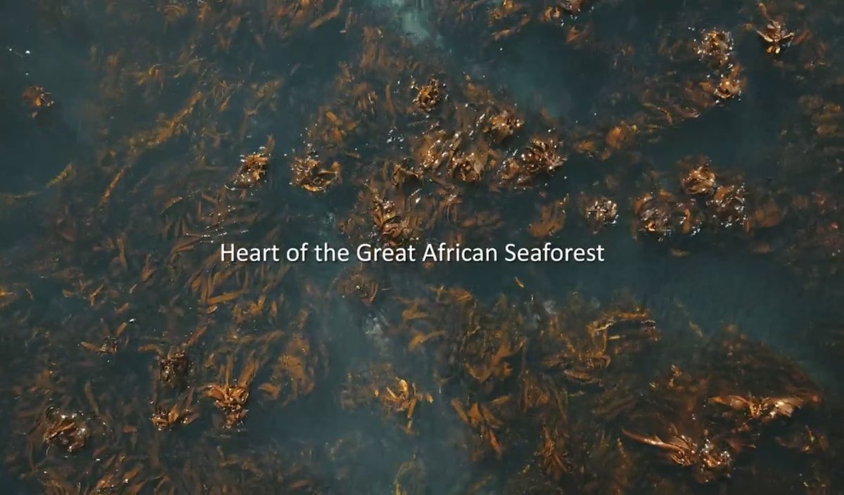 UrbanEdgeSharks's tweet photo. Ready to dive into the Heart of the Great African Sea Forest? Check out this short film showcasing the wonders of the #TableMountainNationalPark #MPA https://t.co/ivubsQm0OQ via @YouTube @SANParks #SeaChangeProject #LetsTalkMPAs #MPADay https://t.co/yoJHnpGl8e