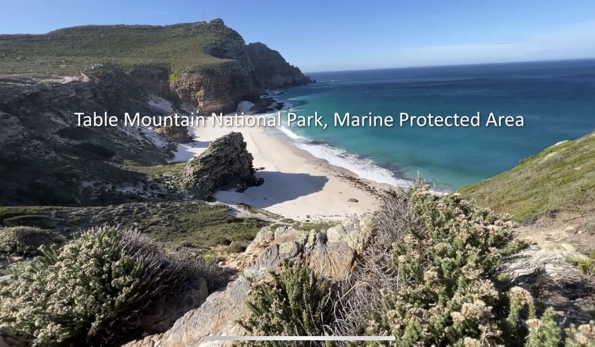 UrbanEdgeSharks's tweet photo. Ready to dive into the Heart of the Great African Sea Forest? Check out this short film showcasing the wonders of the #TableMountainNationalPark #MPA https://t.co/ivubsQm0OQ via @YouTube @SANParks #SeaChangeProject #LetsTalkMPAs #MPADay https://t.co/yoJHnpGl8e
