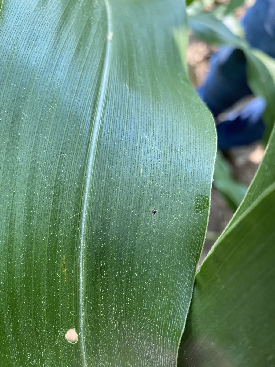 Peyton Phillips tweet media