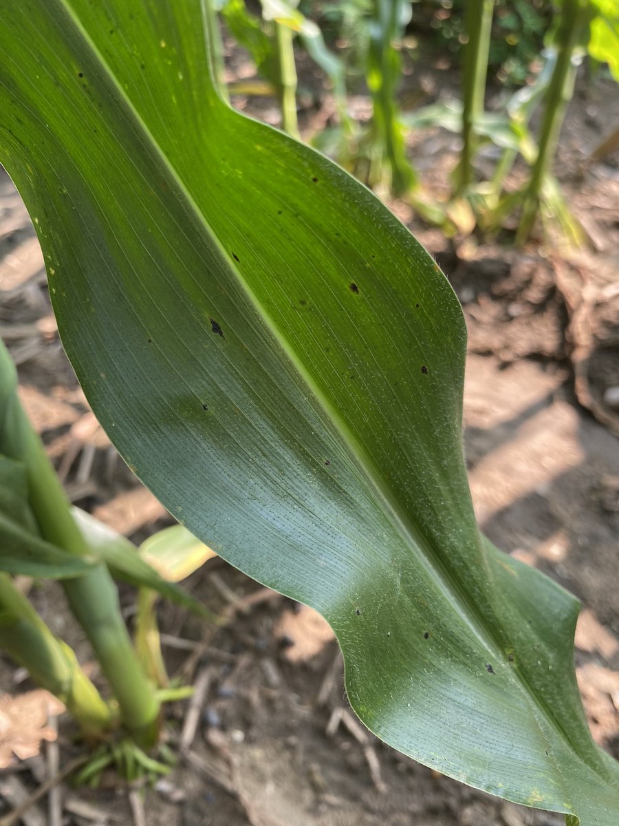 Peyton Phillips tweet media