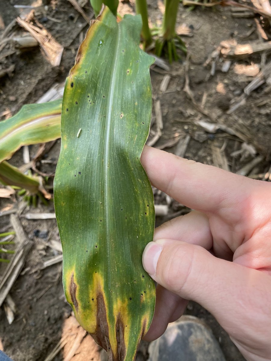 Peyton Phillips tweet media