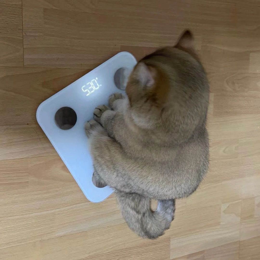 JonnePetson's tweet photo. See how much my cat weighs now? #cats #weight #pets #cute #fun #expressions #enjoyment https://t.co/s0Xsl42XHN
