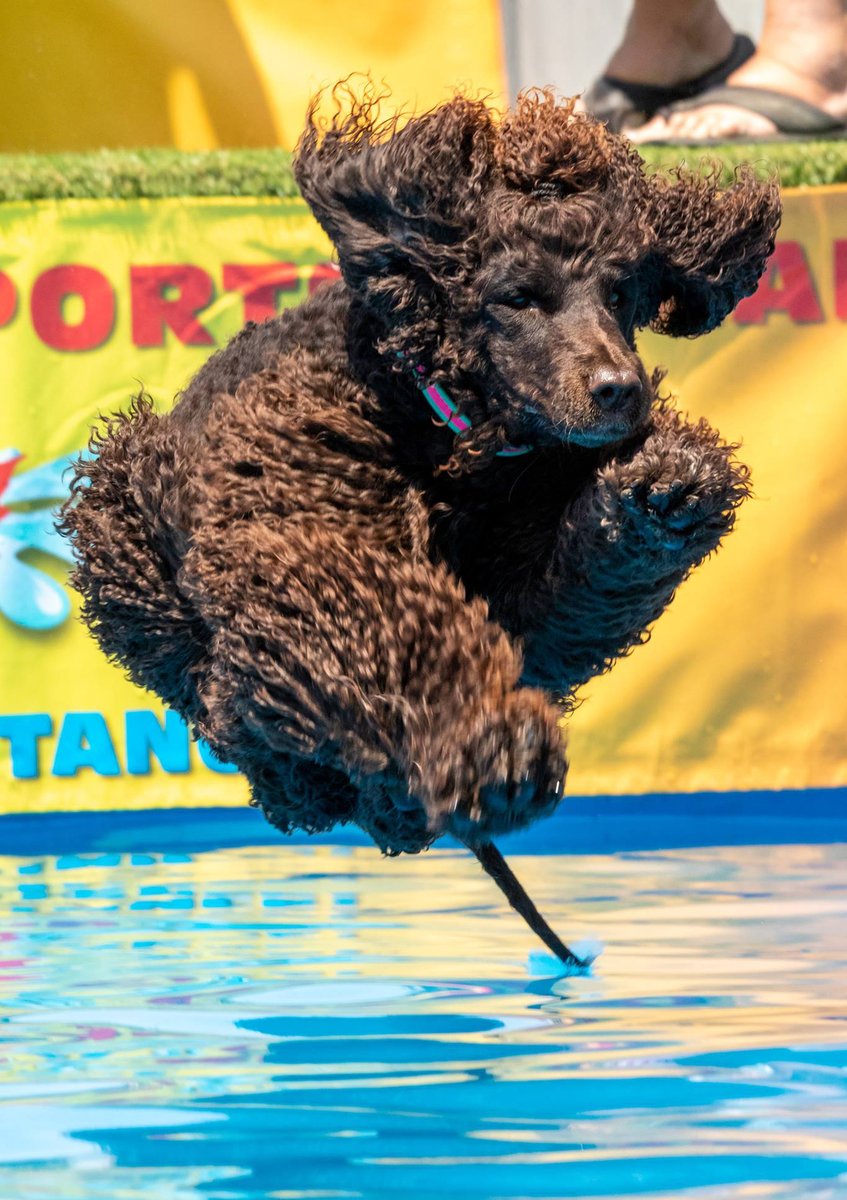 IWSAmerica's tweet photo. Shilo (O’Morn Step that Step)
Loved by Wendy & Dennis O’Leary. Photo by Ed Kroll
#IrishWaterSpaniel #IWSCA #DogsOfTwitter #RareBreeds #HappyDogs #Dogs #Dog #Spaniels #DockDIving #DogsFlying #NADD #JumpingInThePool #DogsDiving @Dog @AKC_Gazette @PetsWeekly @DogCelebration https://t.co/ZmEmpcuOSI