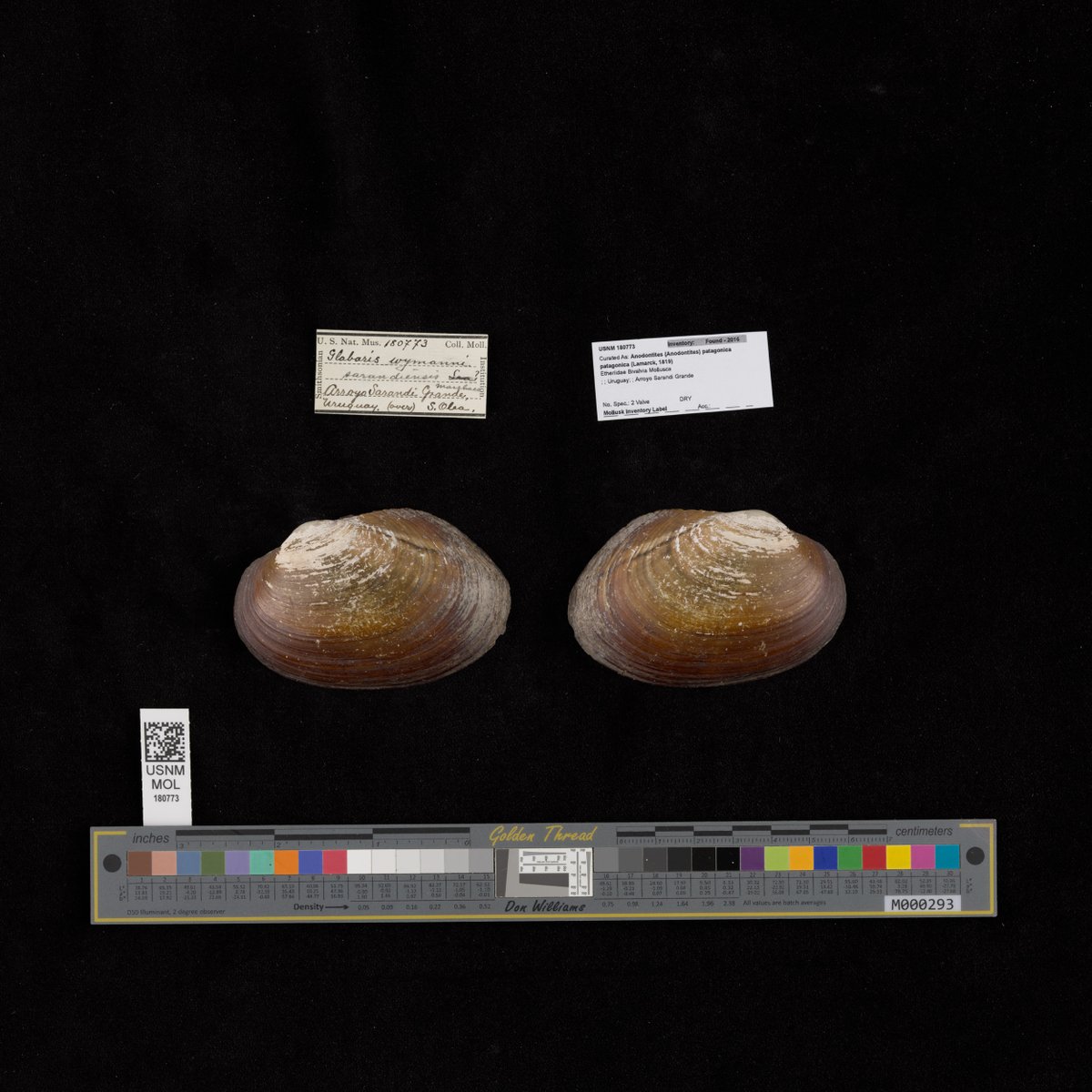 SI Collections Digitization (@sixdigi) on Twitter photo Mussel-mania is here! #MassDigitization has partnered with the <a href="/NMNH/">Smithsonian NMNH</a> Department of Invertebrate Zoology to image a treasure trove of freshwater mussels! Specimens from the 25K lots of freshwater mussels will have 3 fabulous #shellfies taken for more than 120K images total. Mussel-mania is here! #MassDigitization has partnered with the <a href="/NMNH/">Smithsonian NMNH</a> Department of Invertebrate Zoology to image a treasure trove of freshwater mussels! Specimens from the 25K lots of freshwater mussels will have 3 fabulous #shellfies taken for more than 120K images total.