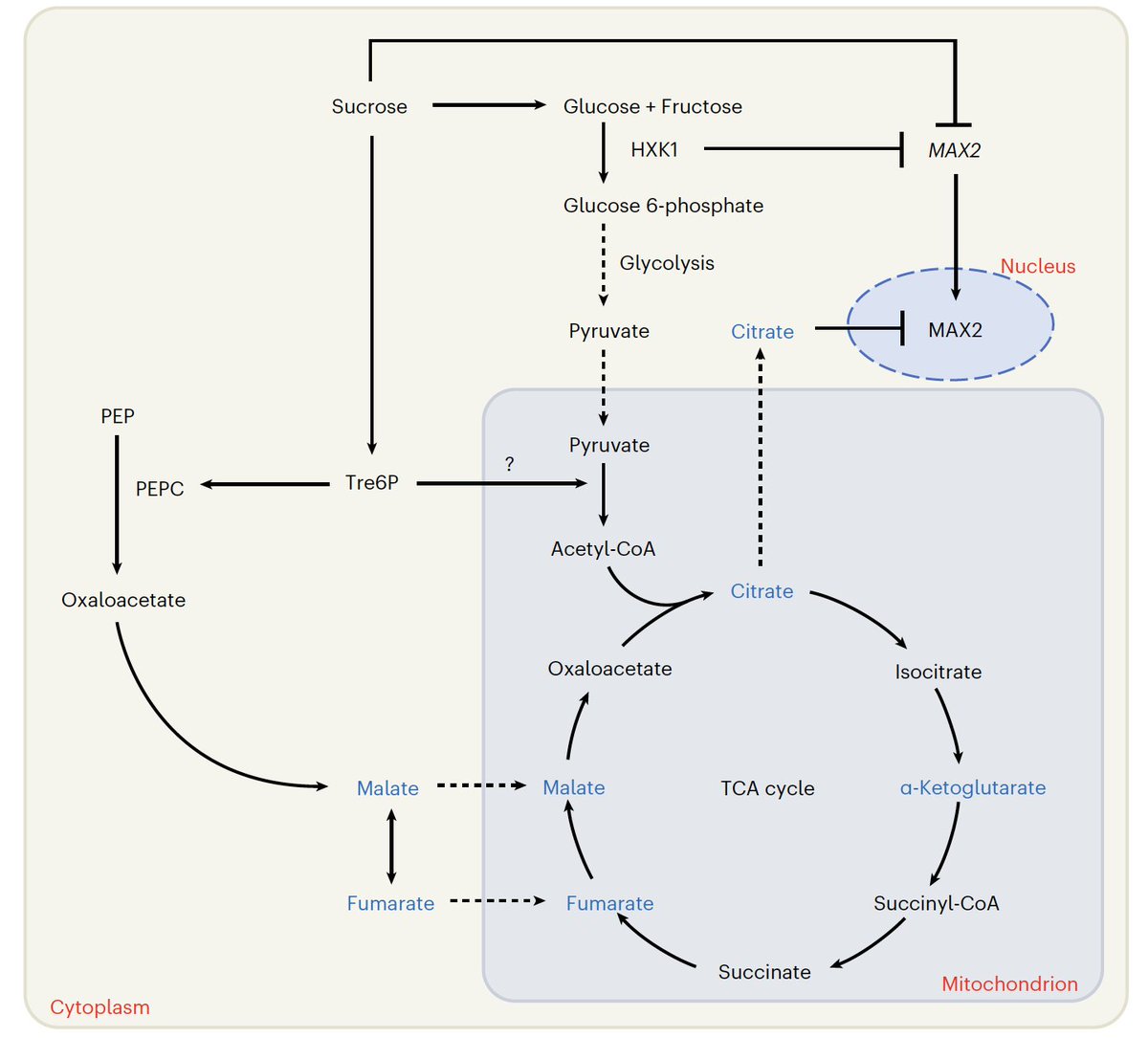 Learn how primary metabolism influences strigolactone signalling to shape plant architecture🌱We think that #Tre6P might have a key function in fine tuning the strigolactine response by regulating carbon flux into the TCA cycle ⭕️
nature.com/articles/s4147…
