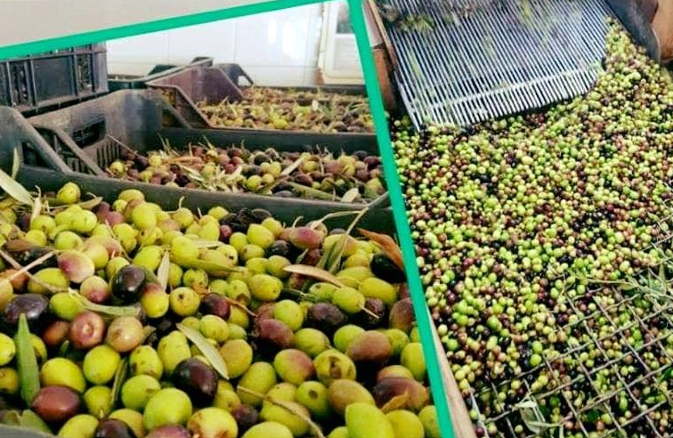 Best Olives are grown organically on sustainably cultivated trees. In season, the best olives are handpicked and carefully selected for cold pressing. Visit - evoopremo.com/our-products/ for more... #bestolive #fresholive #oliveoil #natural #Evoopremo