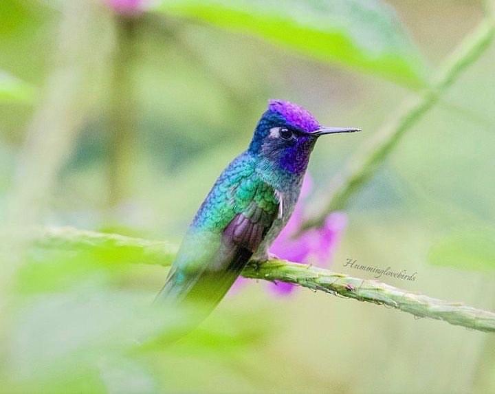bhumming581's tweet photo. Violet-headed hummingbird https://t.co/p681OmFJ8A