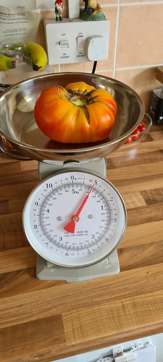 AmandaRake2Bake's tweet photo. @medwynsofangles  beaten my own record for giant toms! Buffalo Sun.

The Y Ddraig Goch are doing brilliant too https://t.co/wesZqz3bIP