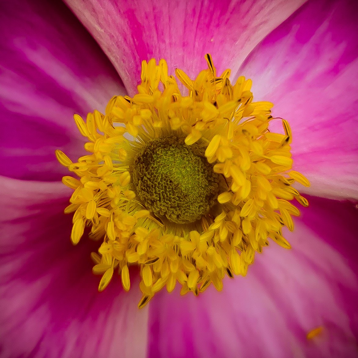 〰️🌺〰️
#happiness is a decision.
#Fotografie #fotografia #photography #naturfotografie #naturephotography  #flowerphotography #blossomphotography #blütenmagie #blossommagic #colorful #goodmood #summerday #Achtsamkeit #attentive #makrofotografie #macrophotography #macro_blossom