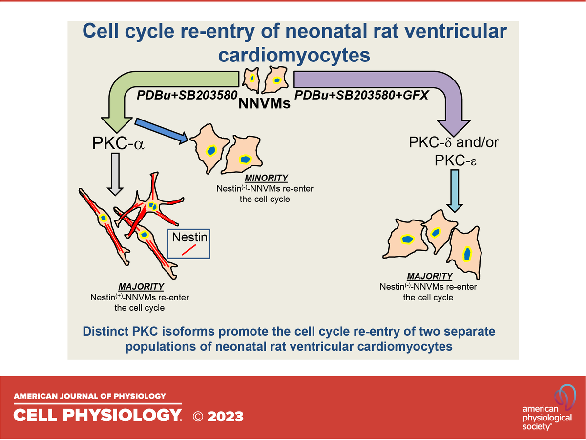 AJPCellPhys's tweet photo. The first feature of our August issue of Cell Physiology is, Distinct protein kinase C isoforms drive the cell cycle re-entry of two separate populations of neonatal rat ventricular cardiomyocytes (Mariana Kebbe et al.):
https://t.co/F94PsXaSeW
#TranslationalPhysiology #Nestin https://t.co/55gT0QCFyD