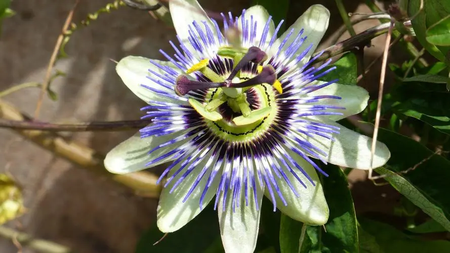 Nutragreenlife1's tweet image. Does Passion Flower Make You Sleepy?
One of the most well-known uses of passion flower extract is its potential to promote relaxation and improve sleep quality. 
#Passion  #sedative #bioactive #compounds #nervous 
nutragreen-extracts.com/info/what-is-p…