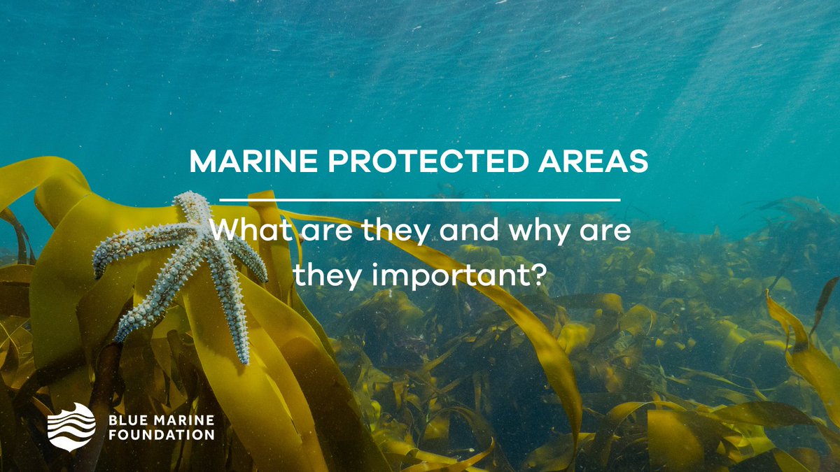 Bluemarinef's tweet photo. Today is #MarineProtectedAreaDay!
 
What are marine protected areas (MPAs) and why are they important? 

A thread 🧵👇 https://t.co/uymhTDQFo2