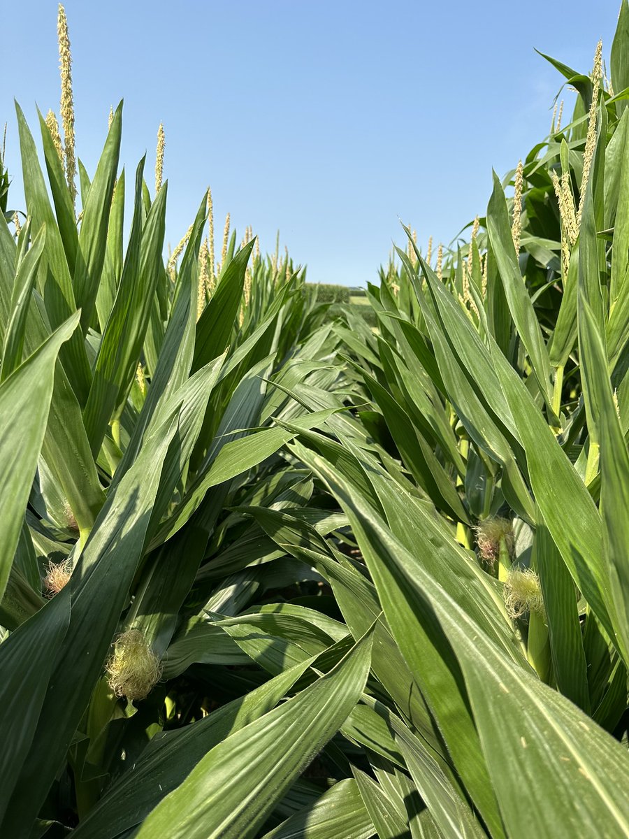 Short corn! 
Let’s debate! 
Love it or hate it and why? 
I’m a fan due to the wide application of season long applications with any self propelled sprayer. Less risk of greensnap.