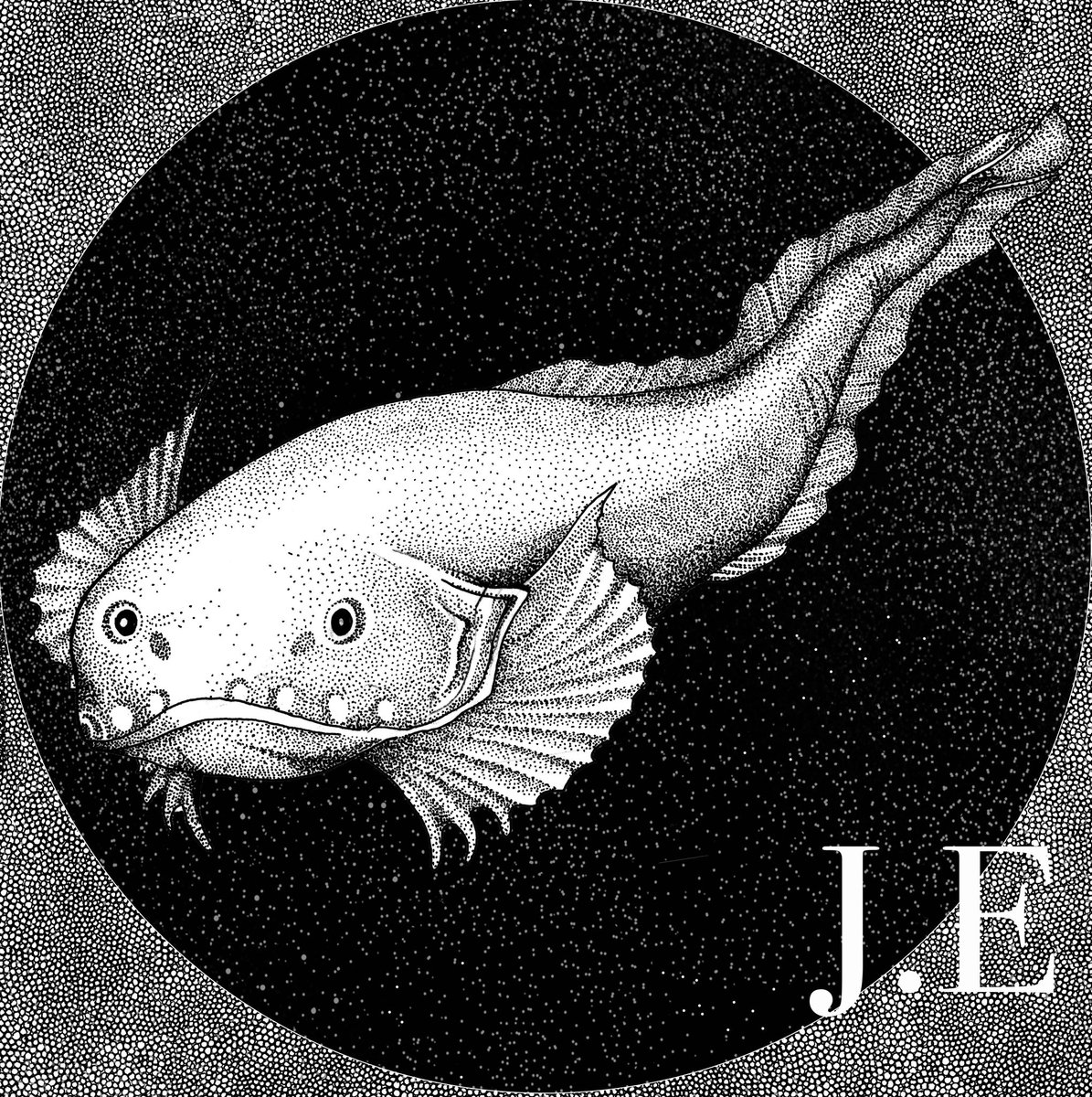 jessi_eggers's tweet photo. The ISA meetings concluded with a no go ahead for #deepseamining (for now). Here is a #Snailfish (Pseudoliparis belyaevi) filmed in April this year, the deepest living fish recorded at 8336m deep in a hadal trench of Japan. #ichthyology #deepsea #marinebiology #sciart #scicomm https://t.co/XP68Bv8ml0