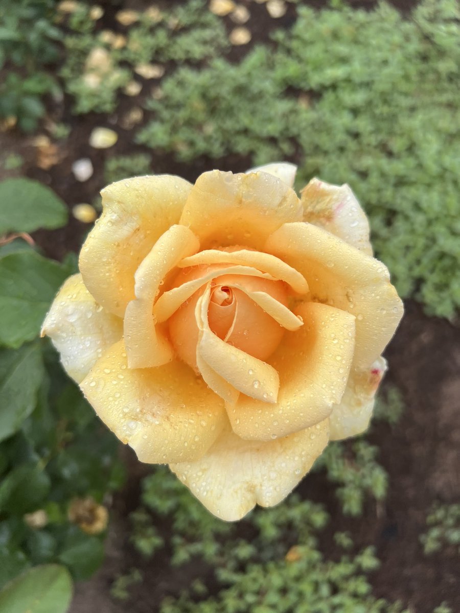 Katherine King MDPhD tweet media