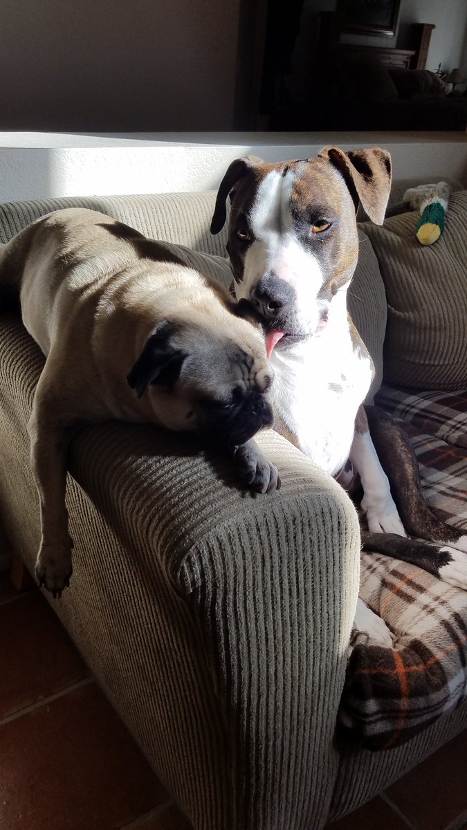 cmecrash's tweet photo. 🎵🎶 Ebony and Ivory 🎶🎵
Prince and Makeda in their favorite spots, doing their favorite thing... sunbathing.😎
#dogsofX #dogsoftwitter #puglife #sunbathing #tuesdayvibe #nocolorlines #pug #AmStaff #BestFriend https://t.co/vHyKnfcKeI