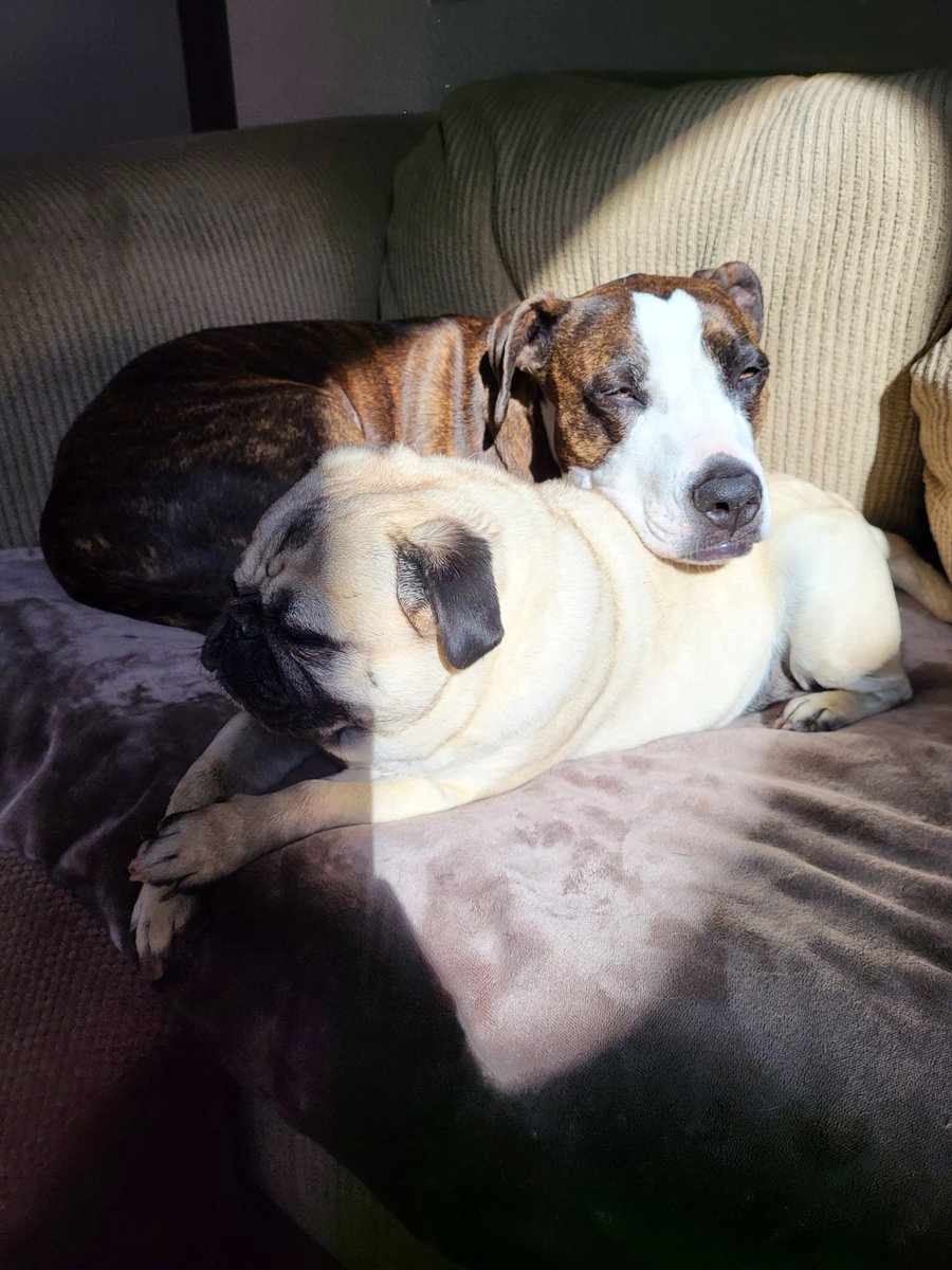 cmecrash's tweet photo. 🎵🎶 Ebony and Ivory 🎶🎵
Prince and Makeda in their favorite spots, doing their favorite thing... sunbathing.😎
#dogsofX #dogsoftwitter #puglife #sunbathing #tuesdayvibe #nocolorlines #pug #AmStaff #BestFriend https://t.co/vHyKnfcKeI