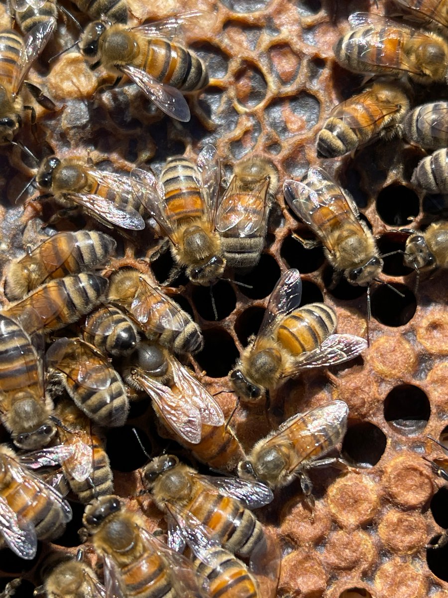Association Confidences d'Abeilles tweet media