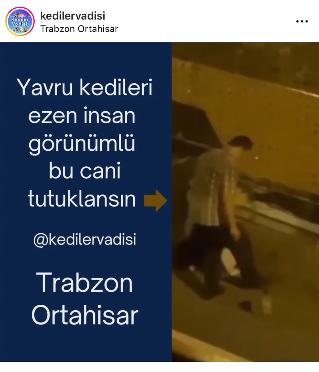HOcaktan's tweet photo. Yavru kedileri ezen bu cani hemen tutuklanmali!!!! Emniyet gucleri lutfen sesimizi duyun!!! @TrabzonEmniyet @EmniyetGM https://t.co/9puNqEmPKf
