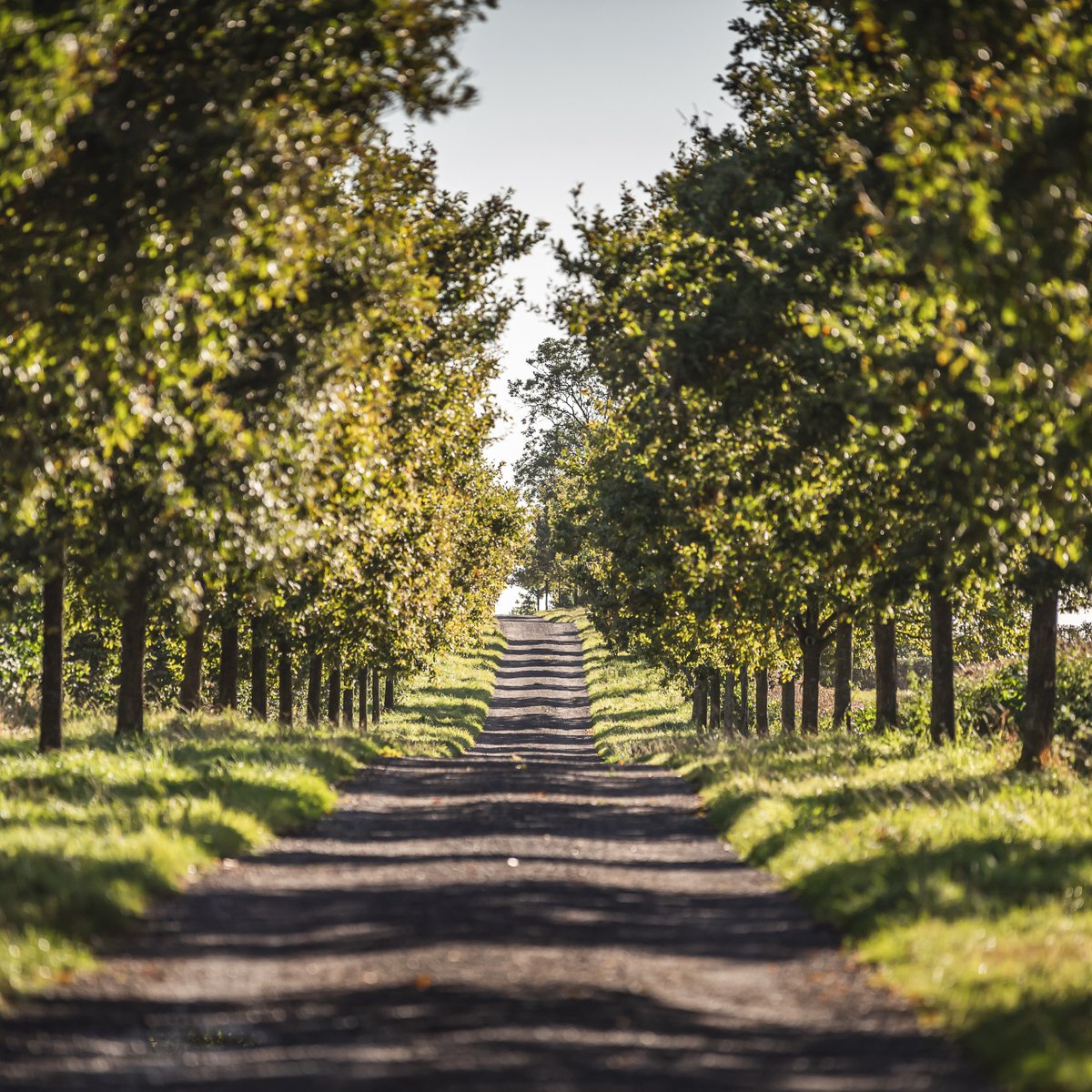 SharphamPark's tweet photo. Happy National Tree Day! 🌳✨ At Sharpham Park, we've planted hundreds of trees, including 300 walnut trees, as part of our commitment to environmental stewardship. Join us in celebrating and nurturing a greener future! 🌱🌍 https://t.co/XofVKn6vXp
