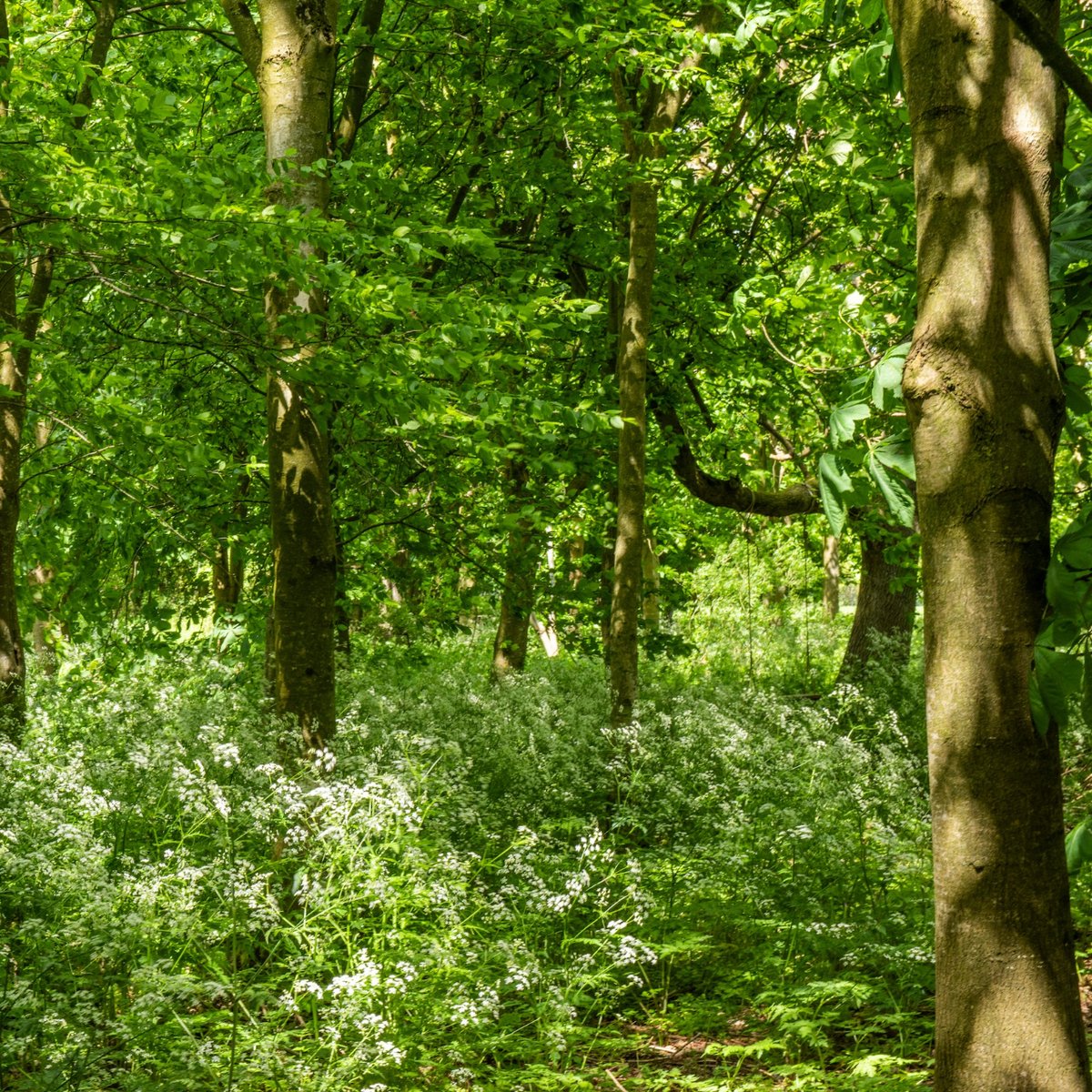 Happy National Tree Day! 🌳✨ At Sharpham Park, we've planted hundreds of trees, including 300 walnut trees, as part of our commitment to environmental stewardship. Join us in celebrating and nurturing a greener future! 🌱🌍
