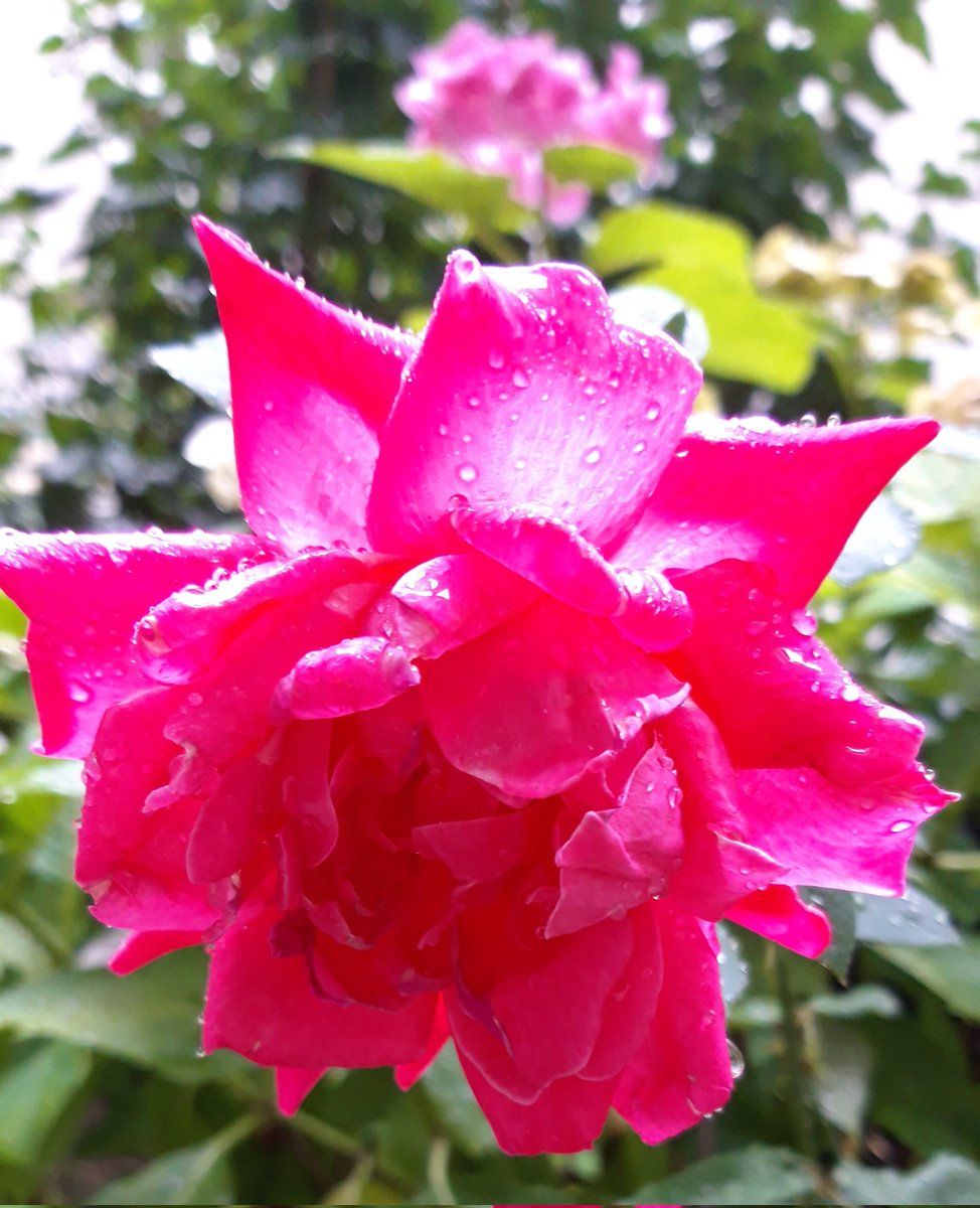 Polimita3's tweet photo. Singing in the rain.💦
#RoseADay #Roses #Roses2023 #GardeningTwitter https://t.co/qiys03bw3y