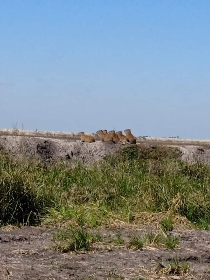 Miserables somos los humanos.  Estos pobres carpinchos ya no saben donde ir. Foto de una de las arroceras del norte de Ñeembucu (Villa Oliva, Alberdi y Villa Villa Franca) 
Y la Secretaría de Medio Ambiente?