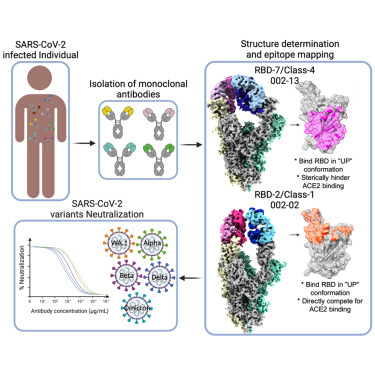 Structure (@structure_cp) on Twitter photo Team headed by A. Sharma, K. Murali-Krishna, A. Chandele & E. Ortlund characterized 3 monoclonal antibodies generated from COVID-19 recovered individuals in India and present their cryo-EM structures with the bound spike protein <a href="/ICGEB/">ICGEB Official</a> <a href="/EmoryMedicine/">Emory School of Medicine</a>
doi.org/10.1016/j.str.… Team headed by A. Sharma, K. Murali-Krishna, A. Chandele & E. Ortlund characterized 3 monoclonal antibodies generated from COVID-19 recovered individuals in India and present their cryo-EM structures with the bound spike protein <a href="/ICGEB/">ICGEB Official</a> <a href="/EmoryMedicine/">Emory School of Medicine</a>
doi.org/10.1016/j.str.…