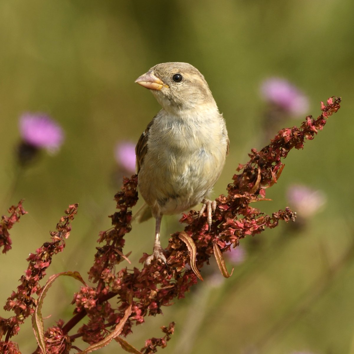 A female #sparrow on dock seed.  

#TwitterNatureCommunity #birdphotography #nature #birds #BirdsofTwitter #birdtwitter #housesparrow