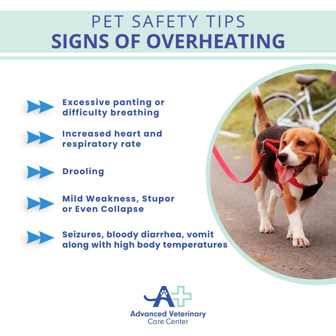 advanced_vet's tweet photo. Heat stroke is a common and sometimes deadly summer pet emergency. Are you aware of heat stroke symptoms for your pet? Seek treatment immediately if you suspect heat stroke. We are available 24 hrs a day, 7 days a week. For more heat safety tips - https://t.co/7FO508i8mm
#advetcc https://t.co/60Ju479yCV