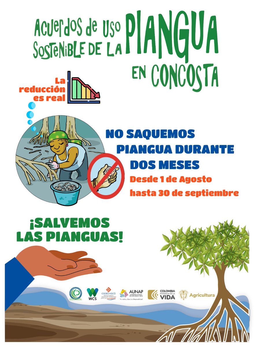 WCSColombia's tweet photo. 🛑Inicia la veda comunitaria de #piangua en el territorio del Consejo Comunitario #Concosta - Bajo Baudó. Se busca garantizar la sostenibilidad del recurso y la economía de las familias que dependen de su extracción y comercialización. https://t.co/5J1xKbWAwJ