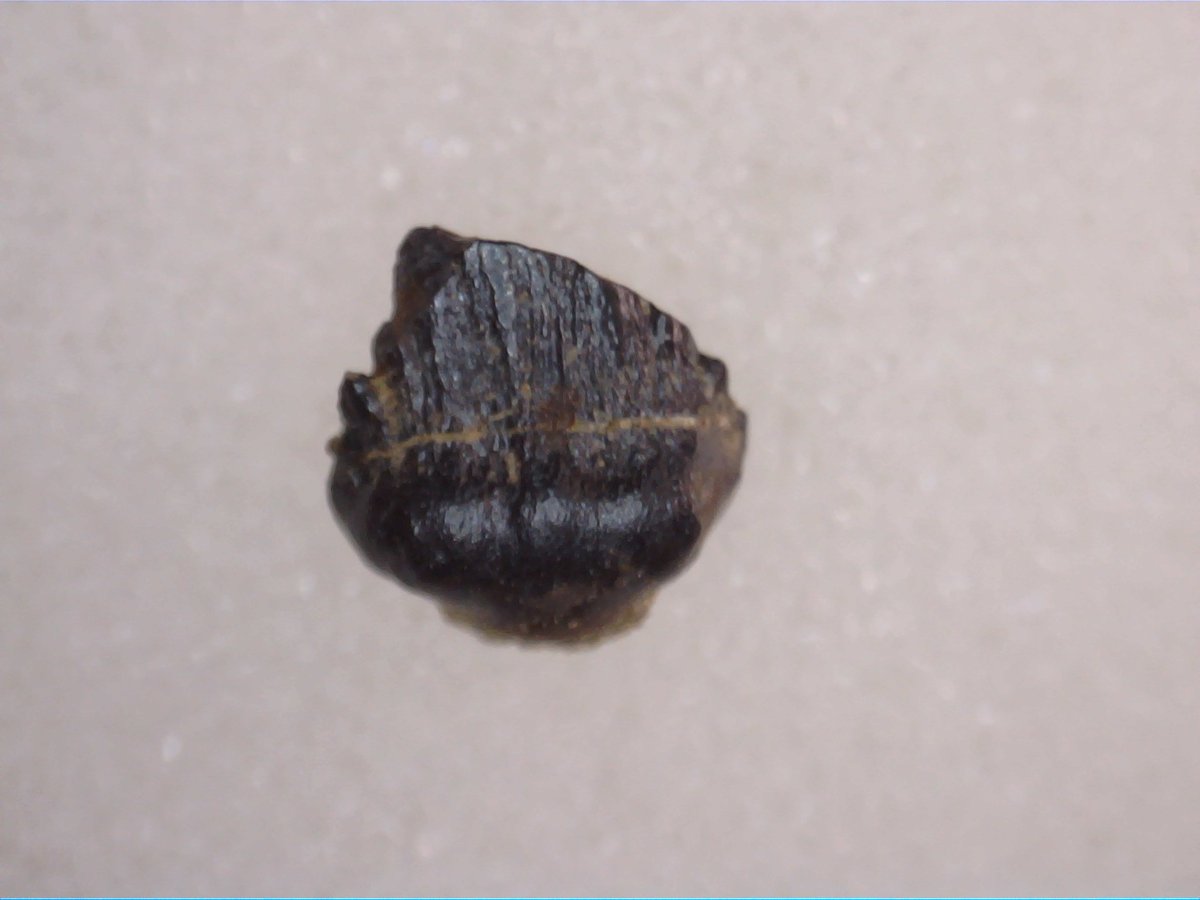 TheDailyRex's tweet image. Just added a few Judith River Dinosaur teeth. Including Tyrannosaur, Stegoceras, Ankylosaur and Nodosaur!!!! Only at thedailyrex.com #JurassicPark #fossils #Dinosaurs