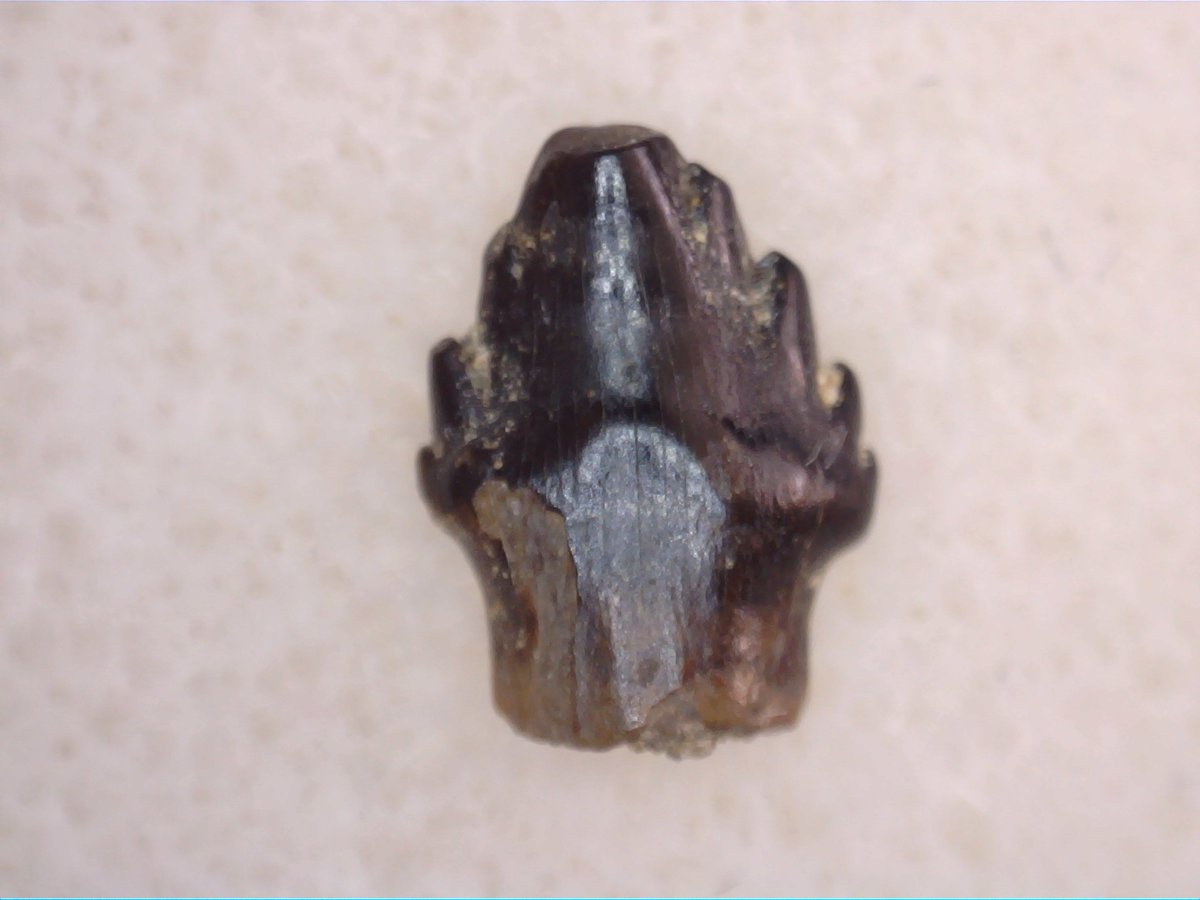 TheDailyRex's tweet image. Just added a few Judith River Dinosaur teeth. Including Tyrannosaur, Stegoceras, Ankylosaur and Nodosaur!!!! Only at thedailyrex.com #JurassicPark #fossils #Dinosaurs