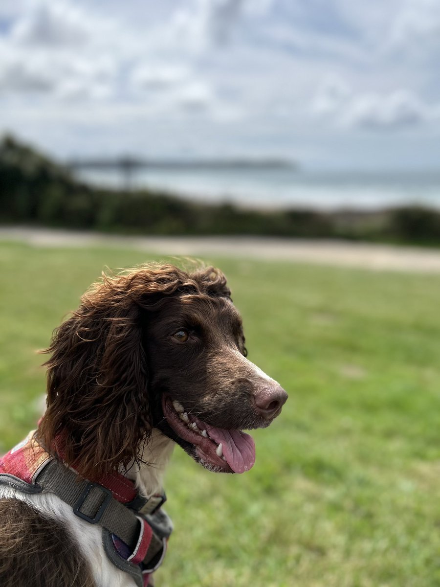 cmajt80's tweet photo. Penny had a good day at Woolacombe beach today. https://t.co/jNQSCpuqG0