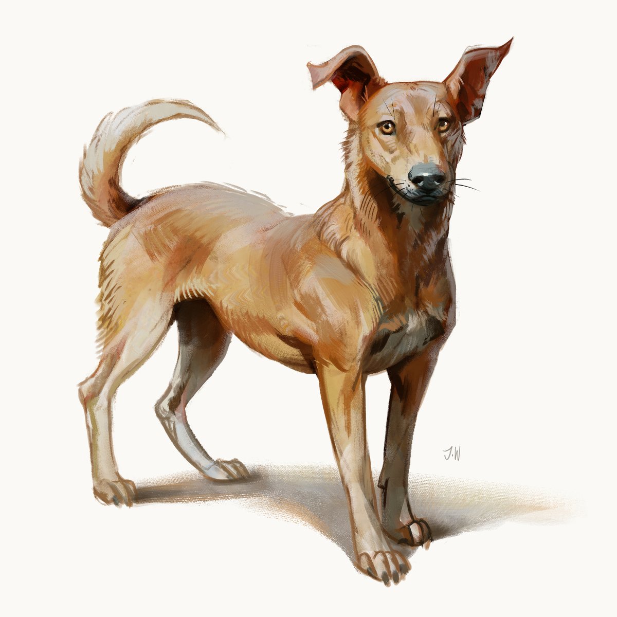 Gonna join #doggust this year again, let's see how long I'll last this time :D Here's the first one, an Aspin!