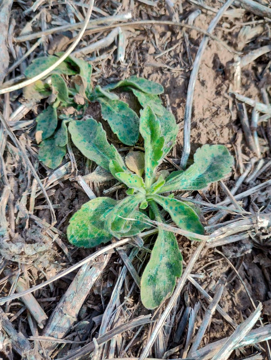 Yanina Rio tweet media