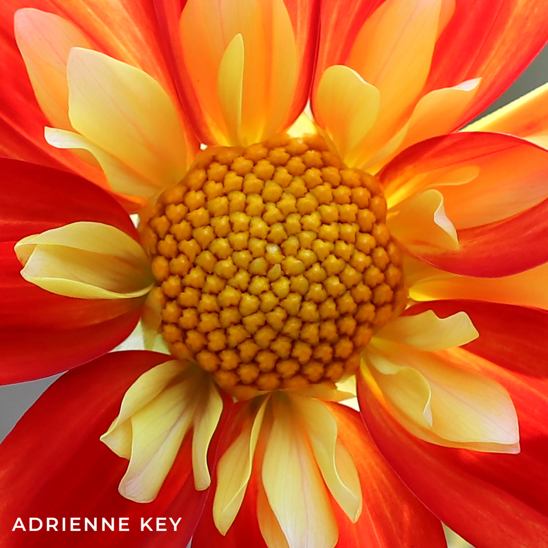 EverlingJewelry's tweet photo. Nature is such a huge part of my inspiration as an artist. I take a lot of nature photos! I marvel everyday at creation all around me, and I work hard to absorb all I can about color, form and texture.
#seattleartist #seattleart #seattlecreative #artistlife #naturephotography #i https://t.co/czYsRncmIz