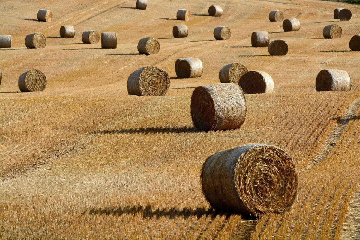 Happy #Lammas / #Lughnasadh / First #Harvest from the #Wychwood in the #Cotswolds!