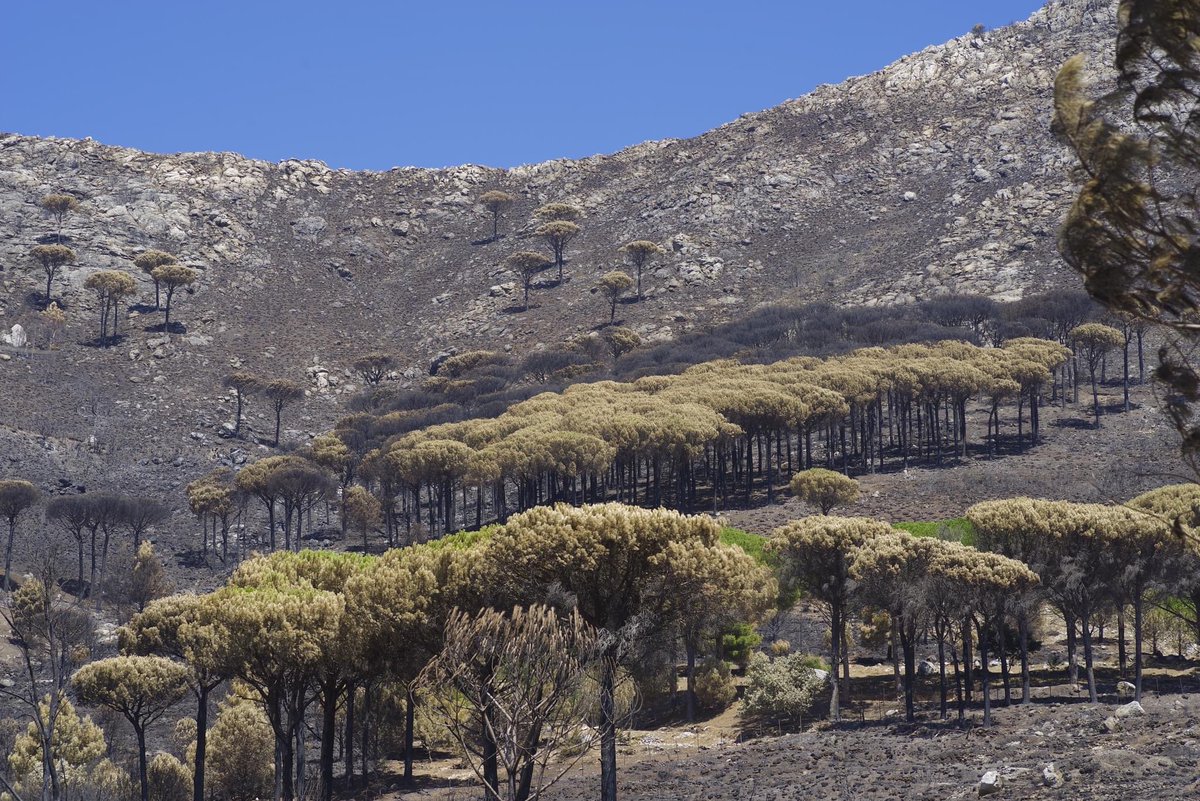 isolanoo's tweet photo. Guardate piromani siculi, guardate cosa avete combinato. Avete distrutto un intero patrimonio naturalistico, a che pro? 
Lo sapete che si tratta della vostra casa? Della vostra patria? della terra dei vostri figli? 
Perché lo fate? Per i soldi? Per interessi? Per cosa? 
Sappiate però che la terra in Sicilia è fortissima quindi questi alberi si salveranno, pioggia invernale farà rifiorire tutto. La natura non si arrende, ma prima o poi si incazza.