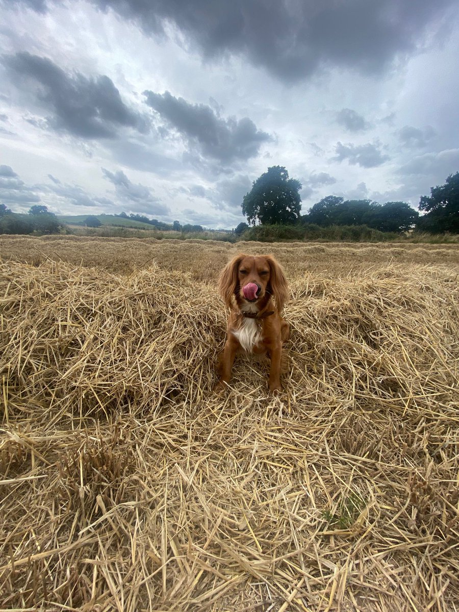 cricketteascouk's tweet photo. @GraemeDogfather https://t.co/RONkpNqaHH