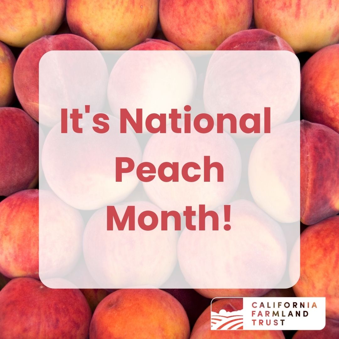 CaFarmTrust's tweet photo. August is National Peach Month! 

Lucky for us, these sweet things grow beautifully in California's Central Valley due to the area's deep, well-drained soils and Mediterranean climate. Enjoy some CA Grown peaches while they're fresh!🍑

#CAGrown #peaches #protectCAfarms https://t.co/SumsqW279M