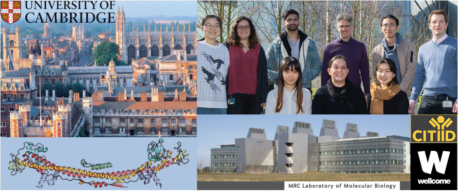 Looking for a motivated postdoc scientist with biochemistry and cryo-EM experience to join our group to study virus-host interactions and coevolution. We benefit from a great environment @MRC_LMB @MedCambridge @Cambridge_Uni jobs.cam.ac.uk/job/42215/