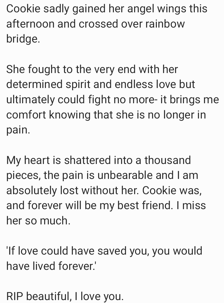 To my darling, sweet Cookie,
I love you, I miss you, I'll be forever grateful for your companionship, your warmth, and your loving personality. You'll always have a special place in my heart, forever and always. Run free over rainbow bridge, no longer in pain.
RIP beautiful.