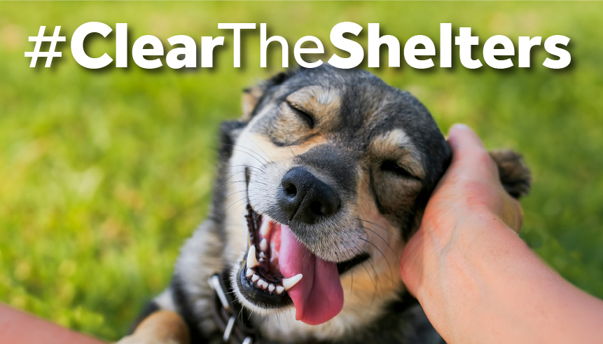 Let's #ClearTheShelters!!🐾 We’re excited to partner with @NBCUniversal again this year to help shelter pets across the nation find their new families. Find your furry family member at ddfl.org. #DumbFriendsLeague #AnimalShelter #AnimalWelfare #AdoptAShelterPet