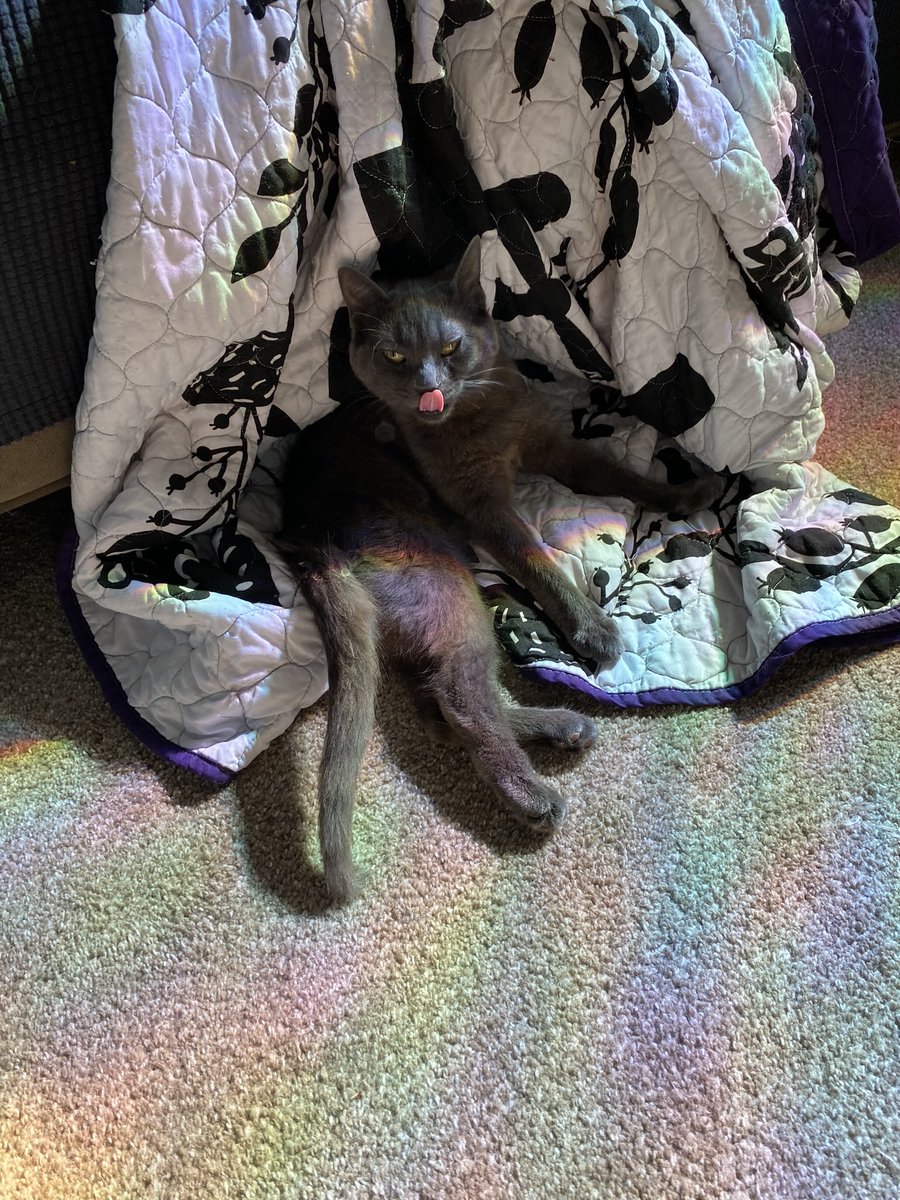 RocketCatRescue's tweet photo. We really need to find a foster (or even better, a home) for this little cutie, Charcoal. She is #CHCat (aka #WobbleCat) with moderate CH &amp; she doesn’t like most other cats but absolutely LOVES all humans. She’s extremely sweet and very soft. https://t.co/80mRDlREKp
