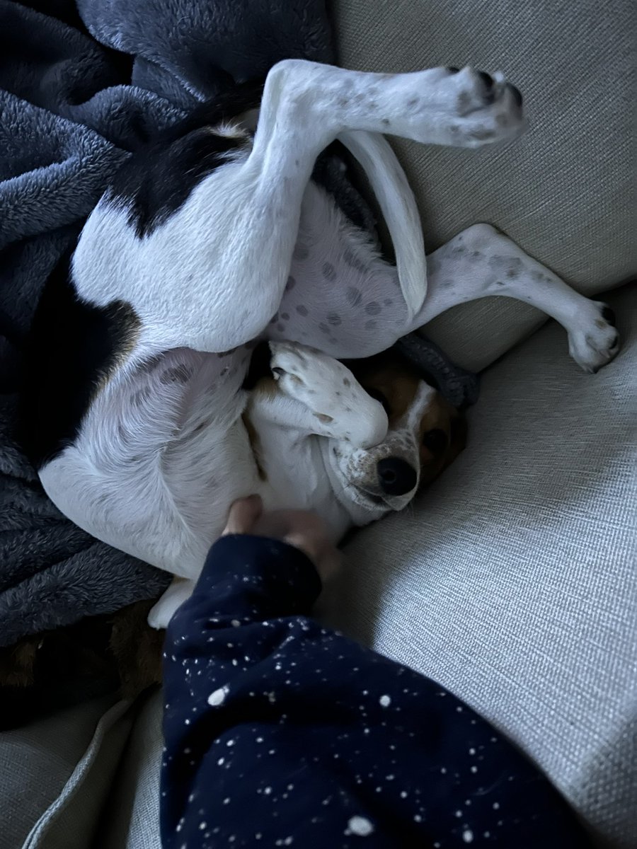 _starwalker's tweet image. help my dog is broken