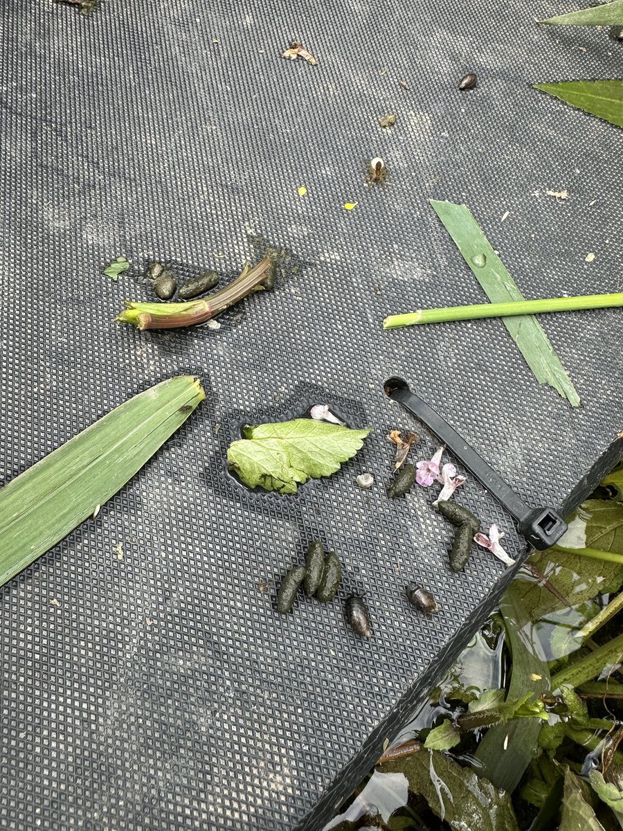 natalienuthatch's tweet photo. Nicer signs to find on a mink raft 😃😍💩 @Mammal_Society #watervole #pooenthusiast https://t.co/c3FxcUdwtw